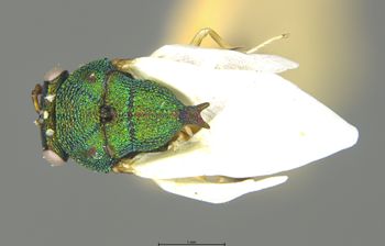 Media type: image;   Entomology 19623 Aspect: habitus dorsal view